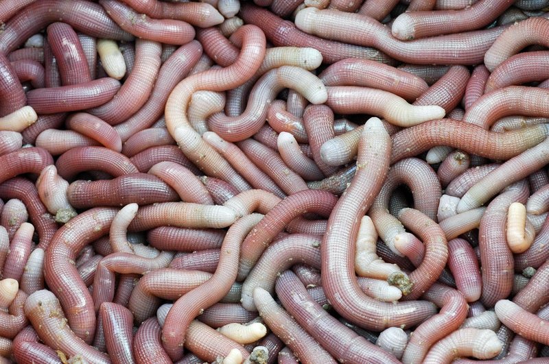 Using Peanut Worm For Environmental Monitoring Or Bioindication
