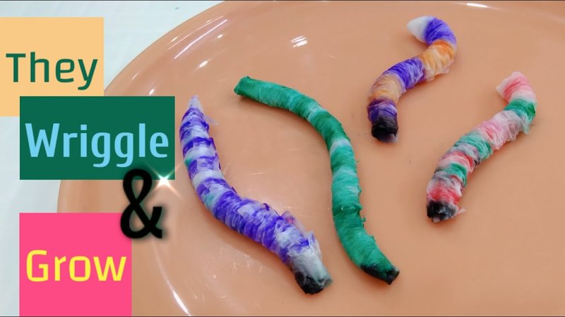 Using Peanut Worm In School Science Demonstrations