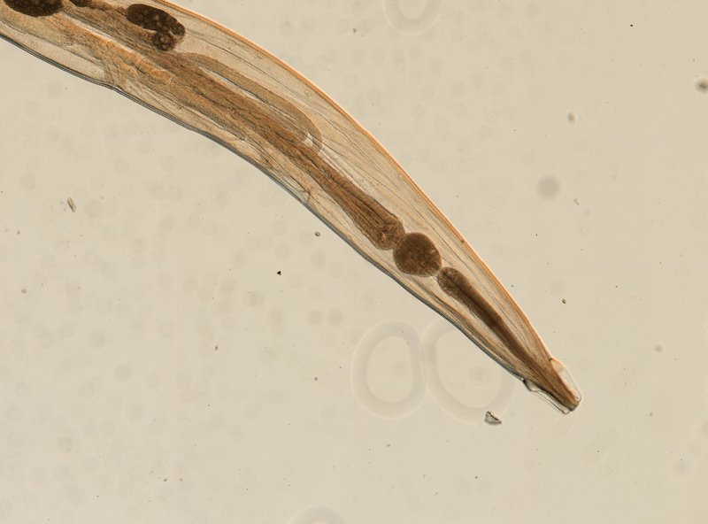 Using Pinworm For Environmental Monitoring Or Bioindication