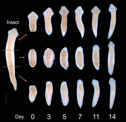 Using Planaria For Environmental Monitoring Or Bioindication
