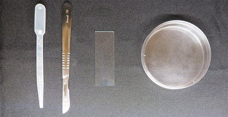 Using Planaria In School Science Demonstrations