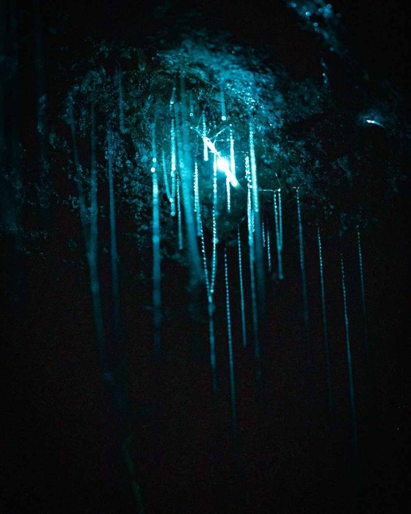 Using Red Light To Observe Glow Worms Safely