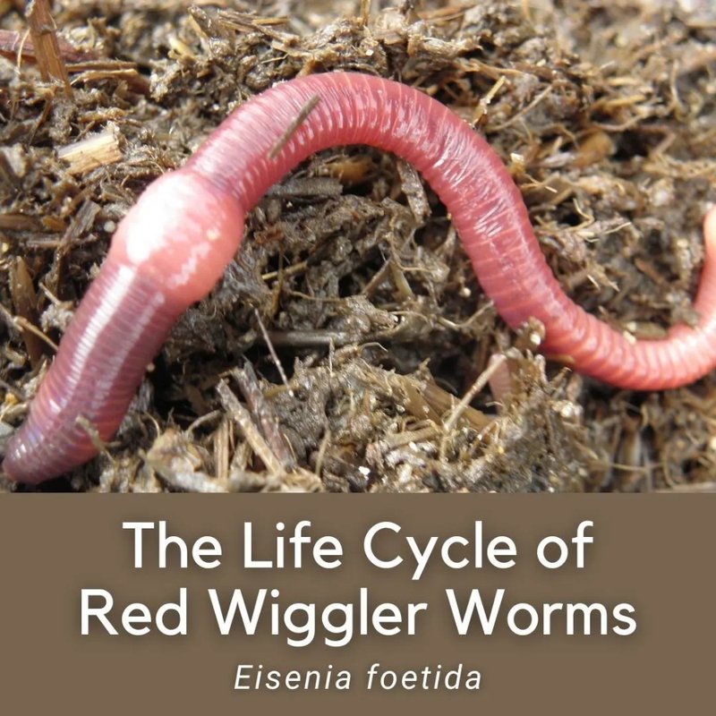 Using Red Wiggler For Environmental Monitoring Or Bioindication
