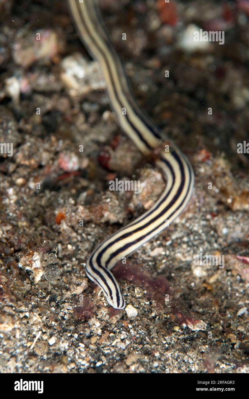 Using Ribbon Worms In Marine Education Programs