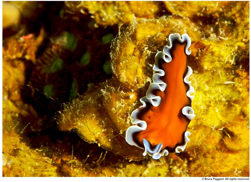Using Ribbon Worms In Marine Education Programs