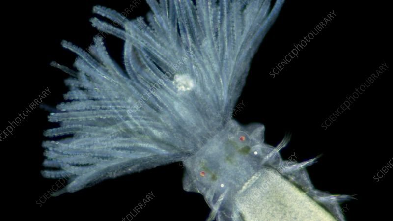 Using Sabellid Fan Worm In School Science Demonstrations