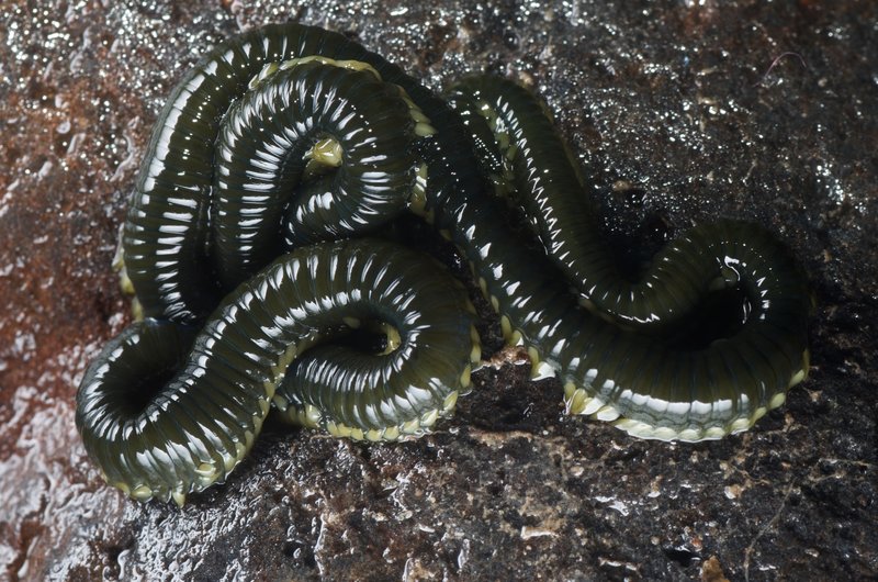 Using Segmented Worm For Environmental Monitoring Or Bioindication