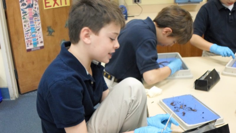 Using Segmented Worm In School Science Demonstrations