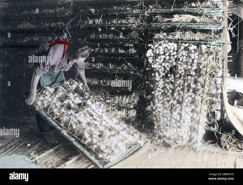 Using Silkworms In Controlled Insect Farming Systems