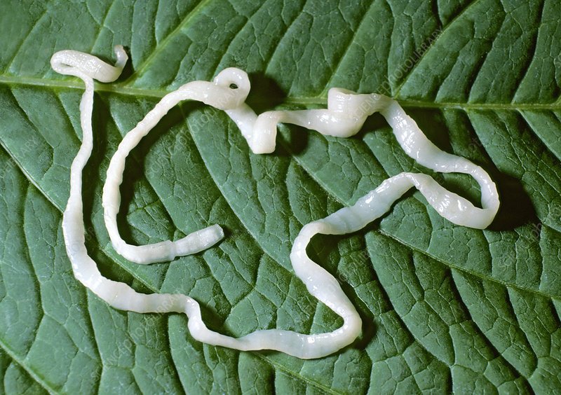 Using Tapeworm For Environmental Monitoring Or Bioindication