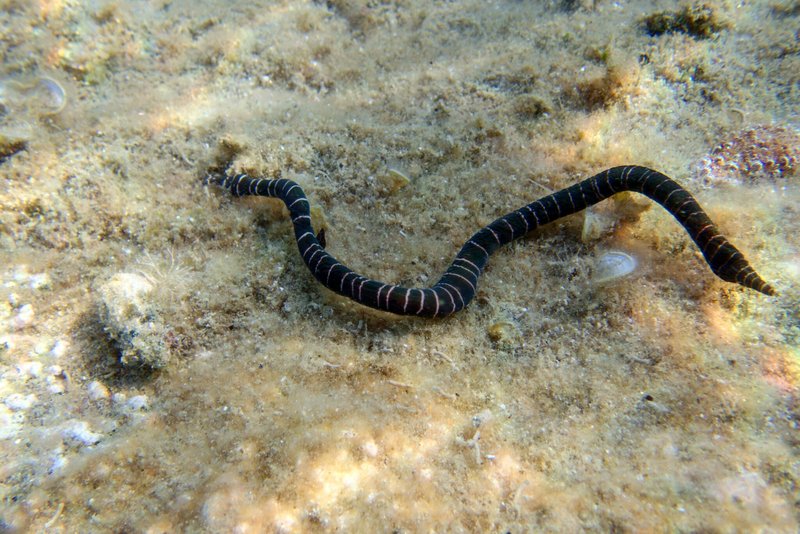 Using Time-Lapse To Record Ribbon Worm Movement