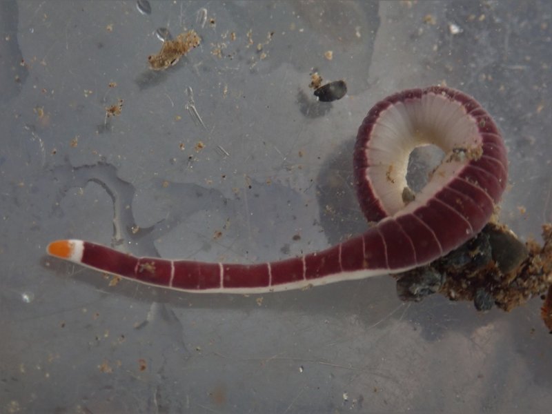 Using Time-Lapse To Record Ribbon Worm Movement