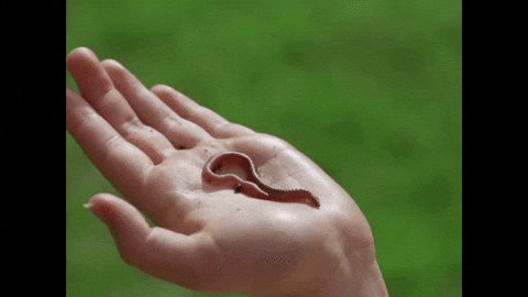 Using Time-Lapse To Record Ribbon Worm Movement