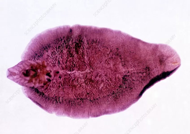 Using Trematode For Environmental Monitoring Or Bioindication