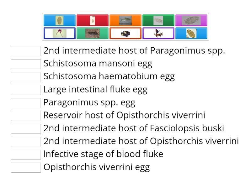 Using Trematode In School Science Demonstrations