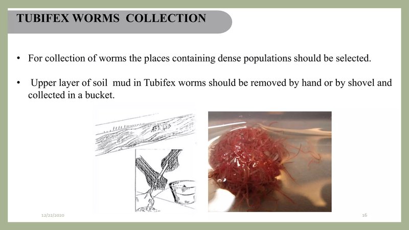 Using Tubifex Worm For Environmental Monitoring Or Bioindication