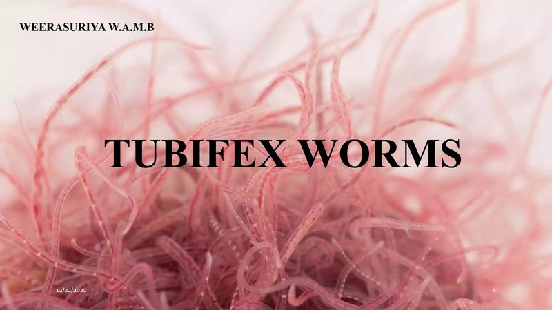 Using Tubifex Worm In School Science Demonstrations
