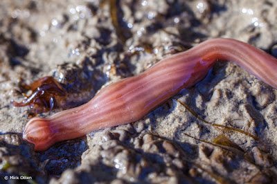 Using Uv Light To Locate Bootlace Worm Mucus Trails