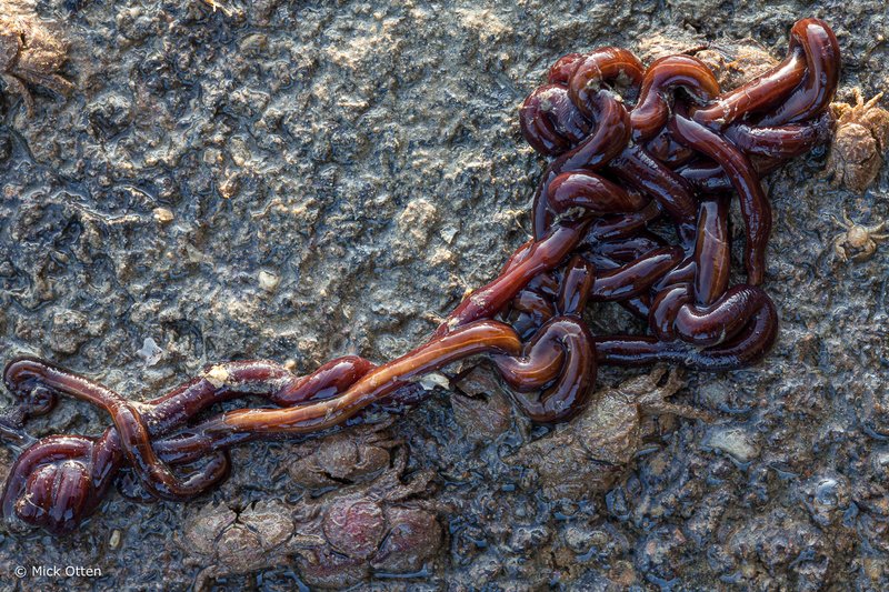 Using Uv Light To Locate Bootlace Worm Mucus Trails