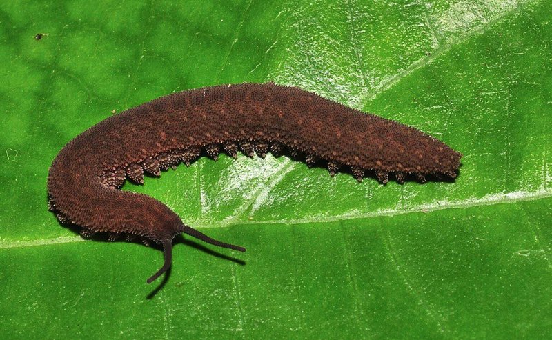 Using Velvet Worms To Study Ancient Predation Strategies