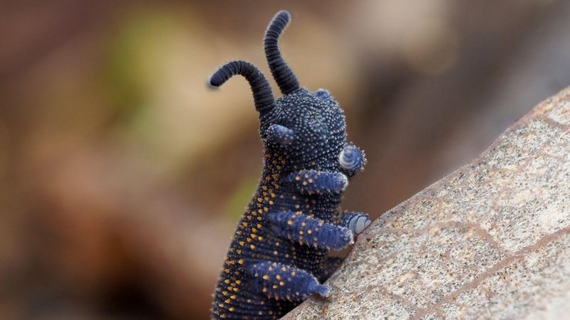 Using Velvet Worms To Teach Evolution In Classrooms