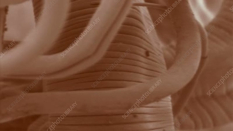 Using Whipworm In School Science Demonstrations