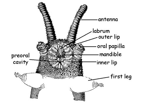 Velvet Worm Anatomy: Slime Glands And Claw-Like Legs