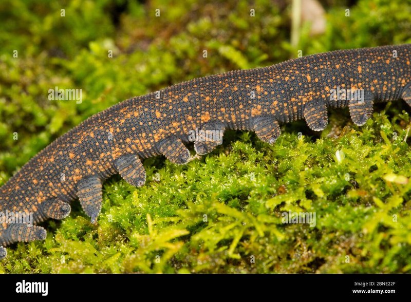 Velvet Worm Habitats In Moss-Covered Logs