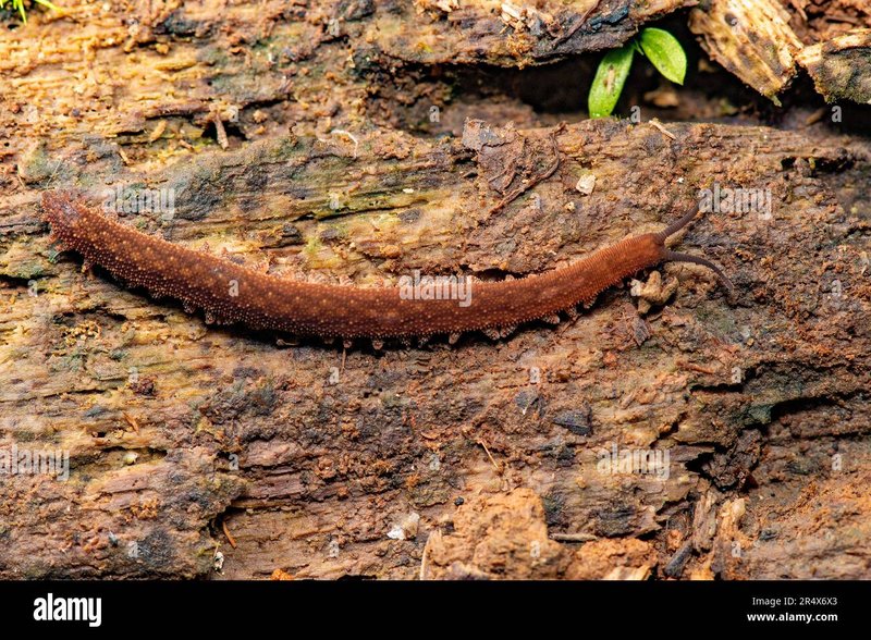 Velvet Worm Populations In Protected Forest Reserves