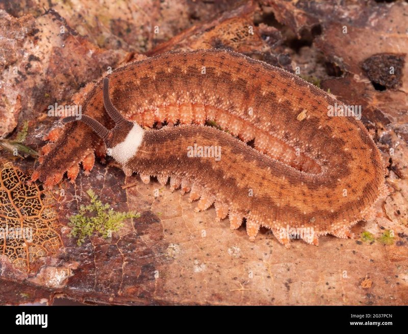 Velvet Worm Populations In Protected Forest Reserves