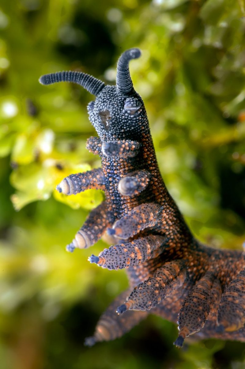 Velvet Worms And Their Unique Nervous Systems
