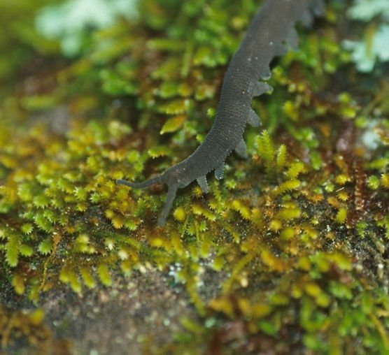 Velvet Worms And Tropical Storm Survival Strategies