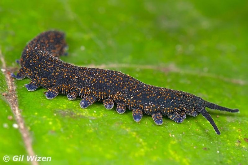 Velvet Worms And Tropical Storm Survival Strategies