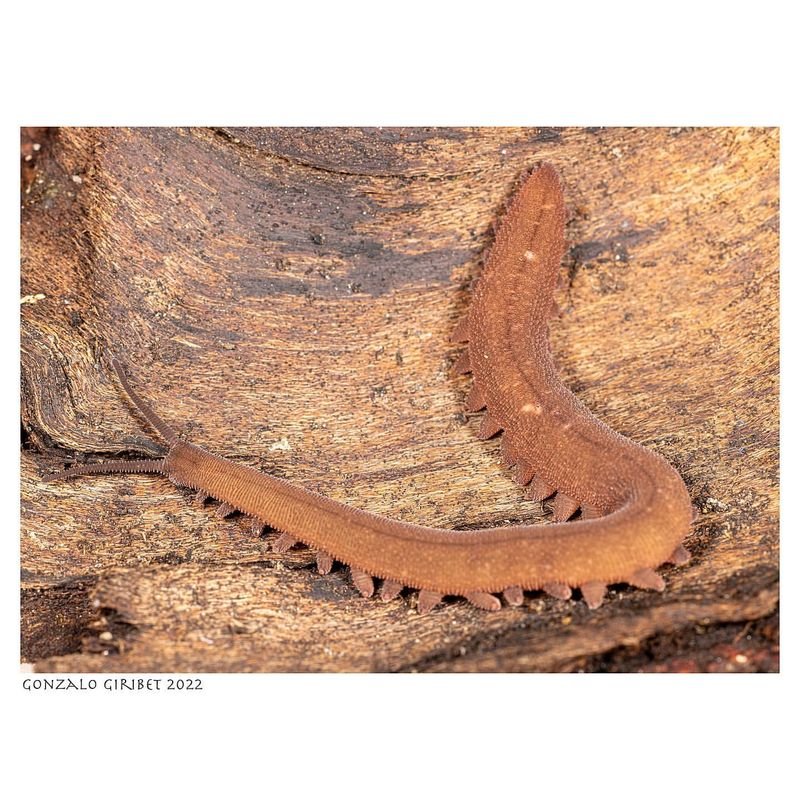 Velvet Worms And Tropical Storm Survival Strategies
