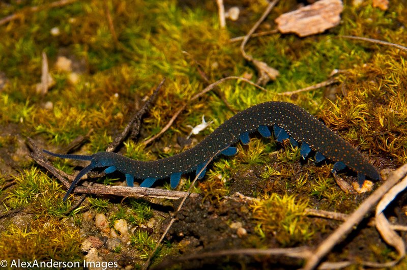 Velvet Worms And Tropical Storm Survival Strategies