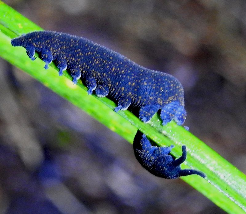 Velvet Worms In Ecotourism: Responsible Observation