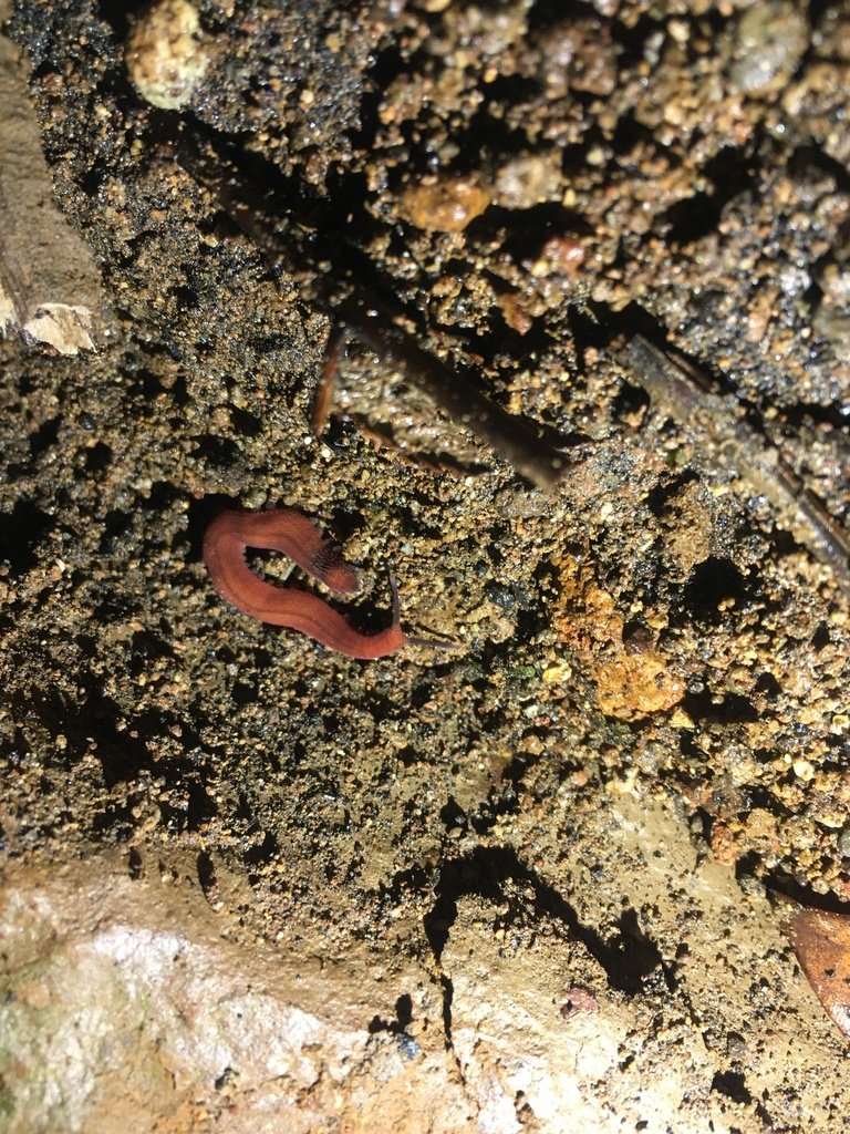 Velvet Worms In Ecotourism: Responsible Observation