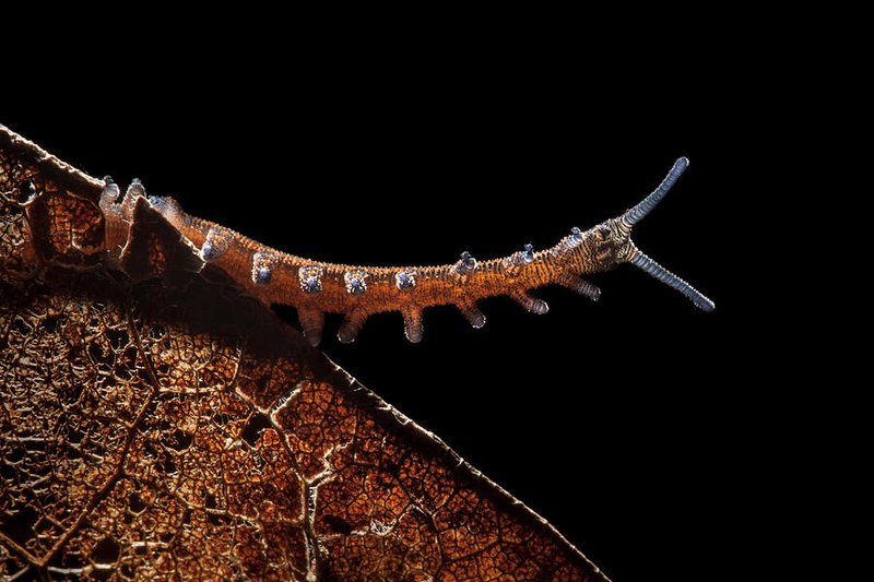 Velvet Worms In Evolution: A Living Fossil