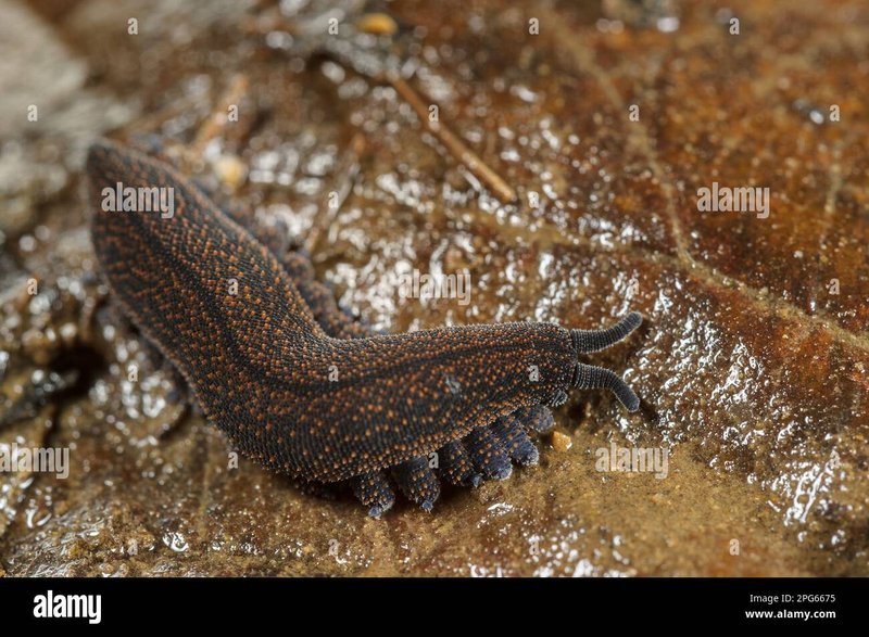 Velvet Worms In Leaf Litter Ecosystems