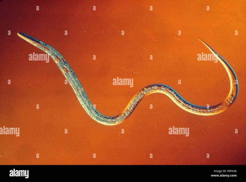 Vinegar Eel And Its Role In Soil Or Aquatic Ecosystems