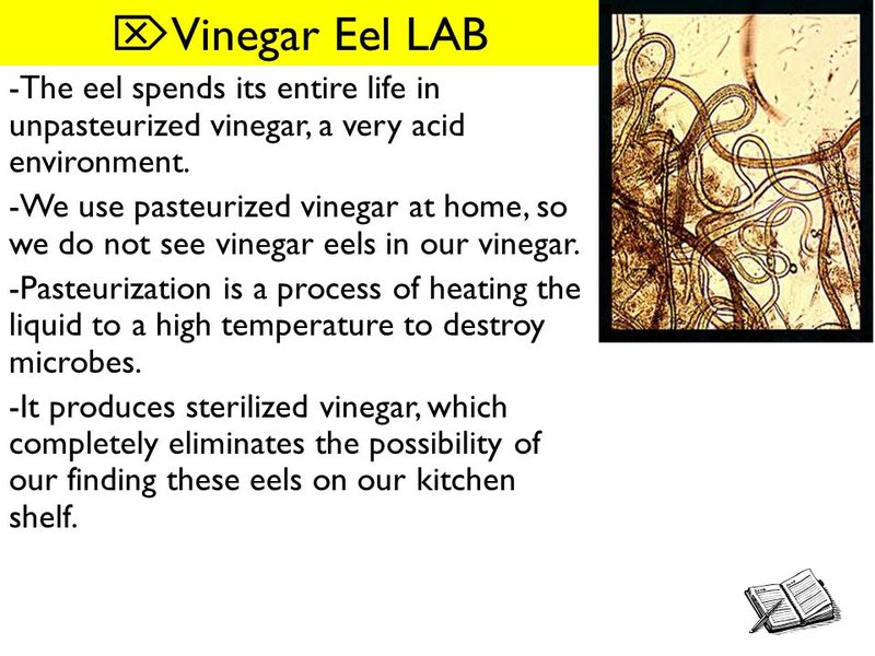 Vinegar Eel In Captivity: Can They Be Studied Or Farmed?