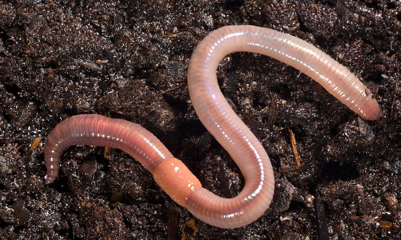 What Are Earthworms And Why Are They Important?