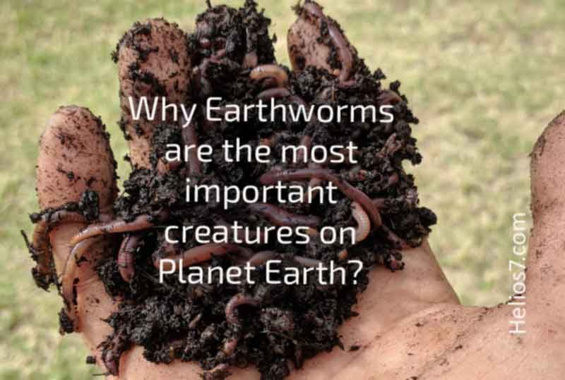 What Are Earthworms And Why Are They Important?
