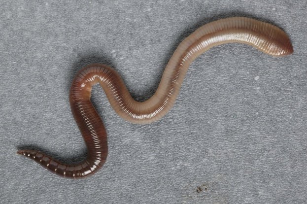 What Are Earthworms And Why Are They Important?