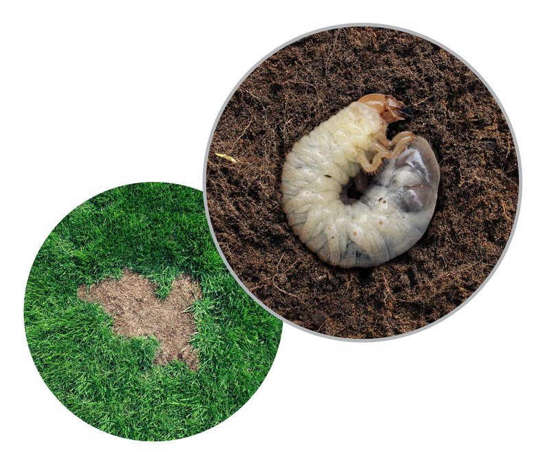 What Are Grub Worms? Understanding Lawn Invaders