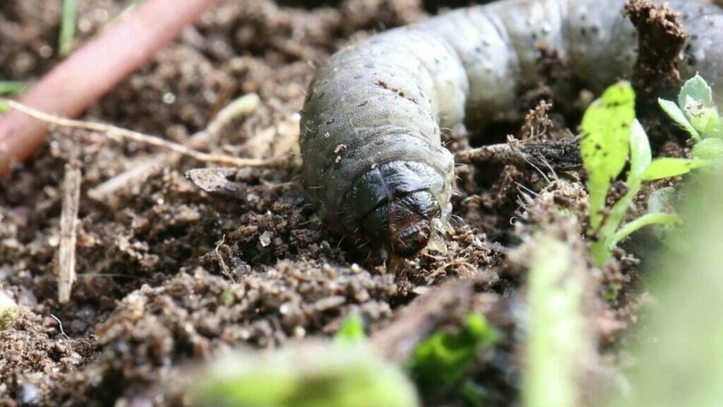 What Are Grub Worms? Understanding Lawn Invaders
