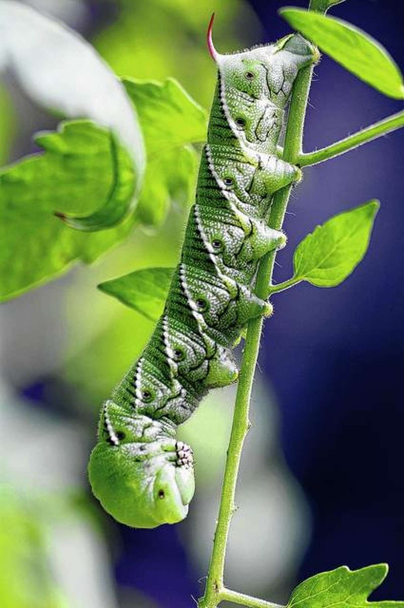 What Are Hornworms? An Overview For Gardeners