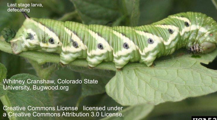 What Are Hornworms? An Overview For Gardeners