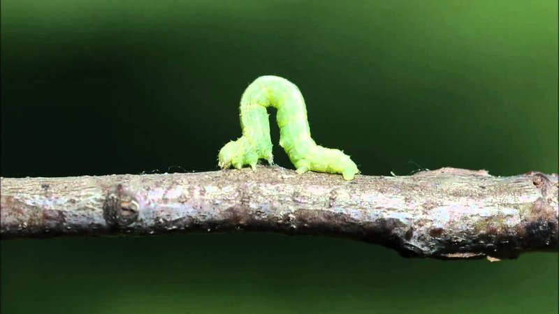 What Are Inchworms And Why Do They Move Like That?