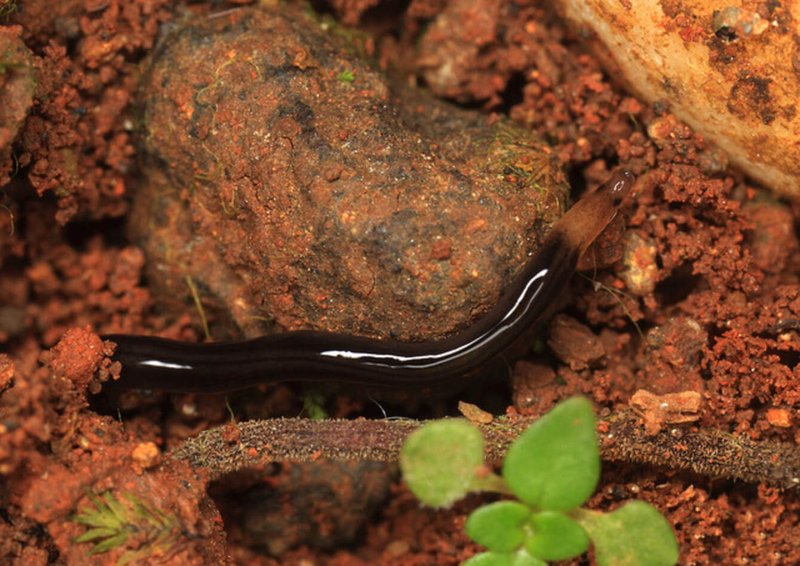 What Are Ribbon Worms? An Introduction To Nemerteans